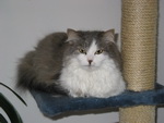 Jessi am Katzenbaum im Wohnzimmer.